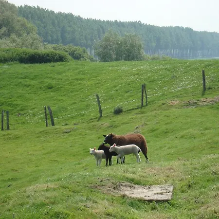 't Verloren Schaap 4* Damme